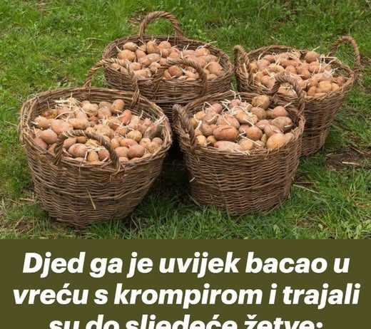 Djed ga je uvijek bacao u vreću s krompirom i trajali su do sljedeće žetve: Nijedan nije proklijao! Djed ga je uvijek bacao u vreću s krompirom i trajali su do sljedeće žetve: Nijedan nije proklijao! - featured image
