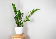 Zamija ne voli mnogo vode, ali pivo obožava! Počastite je, a ona će, veruje se, kuću ispuniti srećom i novcem Zamija ne voli mnogo vode, ali pivo obožava! Počastite je, a ona će, veruje se, kuću ispuniti srećom i novcem - featured image