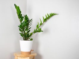 Zamija ne voli mnogo vode, ali pivo obožava! Počastite je, a ona će, veruje se, kuću ispuniti srećom i novcem Zamija ne voli mnogo vode, ali pivo obožava! Počastite je, a ona će, veruje se, kuću ispuniti srećom i novcem - featured image