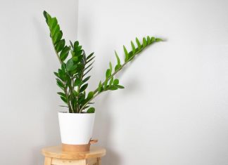 Zamija ne voli mnogo vode, ali pivo obožava! Počastite je, a ona će, veruje se, kuću ispuniti srećom i novcem Zamija ne voli mnogo vode, ali pivo obožava! Počastite je, a ona će, veruje se, kuću ispuniti srećom i novcem - featured image