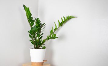 Zamija ne voli mnogo vode, ali pivo obožava! Počastite je, a ona će, veruje se, kuću ispuniti srećom i novcem Zamija ne voli mnogo vode, ali pivo obožava! Počastite je, a ona će, veruje se, kuću ispuniti srećom i novcem - featured image