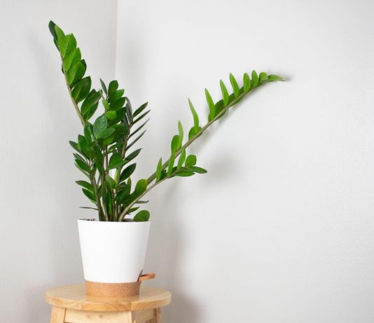 Zamija ne voli mnogo vode, ali pivo obožava! Počastite je, a ona će, veruje se, kuću ispuniti srećom i novcem Zamija ne voli mnogo vode, ali pivo obožava! Počastite je, a ona će, veruje se, kuću ispuniti srećom i novcem - featured image