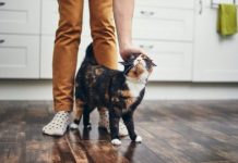 TRLJA LI SE MAČKA UZ VAŠE NOGE: Evo šta vam pokušava reći TRLJA LI SE MAČKA UZ VAŠE NOGE: Evo šta vam pokušava reći - featured image