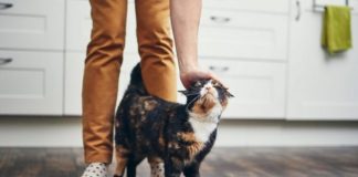 TRLJA LI SE MAČKA UZ VAŠE NOGE: Evo šta vam pokušava reći TRLJA LI SE MAČKA UZ VAŠE NOGE: Evo šta vam pokušava reći - featured image