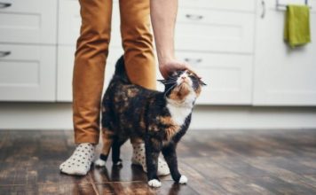 TRLJA LI SE MAČKA UZ VAŠE NOGE: Evo šta vam pokušava reći TRLJA LI SE MAČKA UZ VAŠE NOGE: Evo šta vam pokušava reći - featured image