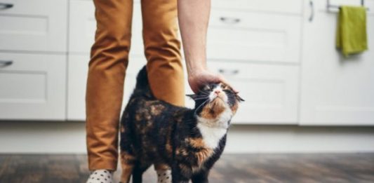 TRLJA LI SE MAČKA UZ VAŠE NOGE: Evo šta vam pokušava reći TRLJA LI SE MAČKA UZ VAŠE NOGE: Evo šta vam pokušava reći - featured image