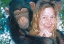 Sandra je godinama gajila šimpanzu i spavala sa njom, ne sluteći šta će je snaći: Taj užas potresao je ceo svet Sandra je godinama gajila šimpanzu i spavala sa njom, ne sluteći šta će je snaći: Taj užas potresao je ceo svet - featured image