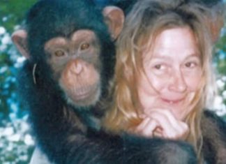 Sandra je godinama gajila šimpanzu i spavala sa njom, ne sluteći šta će je snaći: Taj užas potresao je ceo svet Sandra je godinama gajila šimpanzu i spavala sa njom, ne sluteći šta će je snaći: Taj užas potresao je ceo svet - featured image