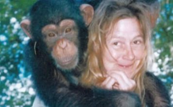 Sandra je godinama gajila šimpanzu i spavala sa njom, ne sluteći šta će je snaći: Taj užas potresao je ceo svet Sandra je godinama gajila šimpanzu i spavala sa njom, ne sluteći šta će je snaći: Taj užas potresao je ceo svet - featured image
