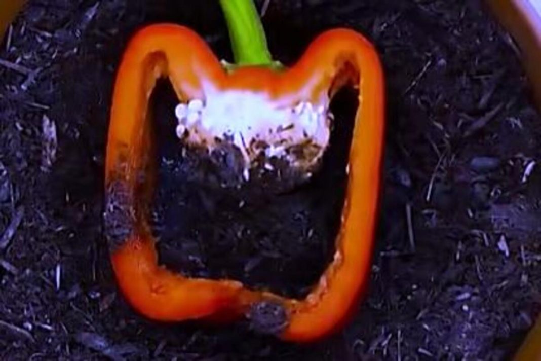 NAPUNILA JE PAPRIKU ZEMLJOM, MISLILI SU DA NIJE PRI SEBI: Ono što se desio na kraju OBORIĆE vas sa nogu (VIDEO) - featured image