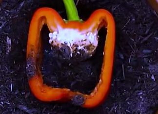 NAPUNILA JE PAPRIKU ZEMLJOM, MISLILI SU DA NIJE PRI SEBI: Ono što se desio na kraju OBORIĆE vas sa nogu (VIDEO) NAPUNILA JE PAPRIKU ZEMLJOM, MISLILI SU DA NIJE PRI SEBI: Ono što se desio na kraju OBORIĆE vas sa nogu (VIDEO) - featured image