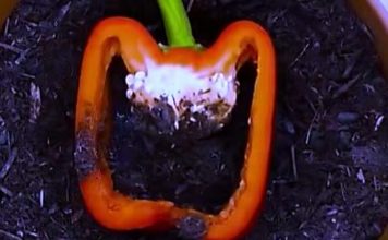 NAPUNILA JE PAPRIKU ZEMLJOM, MISLILI SU DA NIJE PRI SEBI: Ono što se desio na kraju OBORIĆE vas sa nogu (VIDEO) NAPUNILA JE PAPRIKU ZEMLJOM, MISLILI SU DA NIJE PRI SEBI: Ono što se desio na kraju OBORIĆE vas sa nogu (VIDEO) - featured image