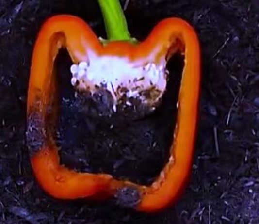 NAPUNILA JE PAPRIKU ZEMLJOM, MISLILI SU DA NIJE PRI SEBI: Ono što se desio na kraju OBORIĆE vas sa nogu (VIDEO) NAPUNILA JE PAPRIKU ZEMLJOM, MISLILI SU DA NIJE PRI SEBI: Ono što se desio na kraju OBORIĆE vas sa nogu (VIDEO) - featured image