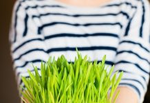 Kako da vam božićna pšenica bude savršena? Pomoću ovih jednostavnih caka, više je nikad neće kupiti u prodavnici Kako da vam božićna pšenica bude savršena? Pomoću ovih jednostavnih caka, više je nikad neće kupiti u prodavnici - featured image