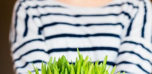 Kako da vam božićna pšenica bude savršena? Pomoću ovih jednostavnih caka, više je nikad neće kupiti u prodavnici Kako da vam božićna pšenica bude savršena? Pomoću ovih jednostavnih caka, više je nikad neće kupiti u prodavnici - featured image