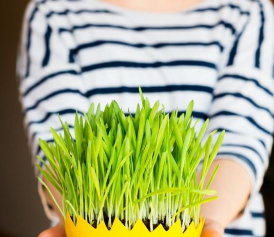 Kako da vam božićna pšenica bude savršena? Pomoću ovih jednostavnih caka, više je nikad neće kupiti u prodavnici Kako da vam božićna pšenica bude savršena? Pomoću ovih jednostavnih caka, više je nikad neće kupiti u prodavnici - featured image