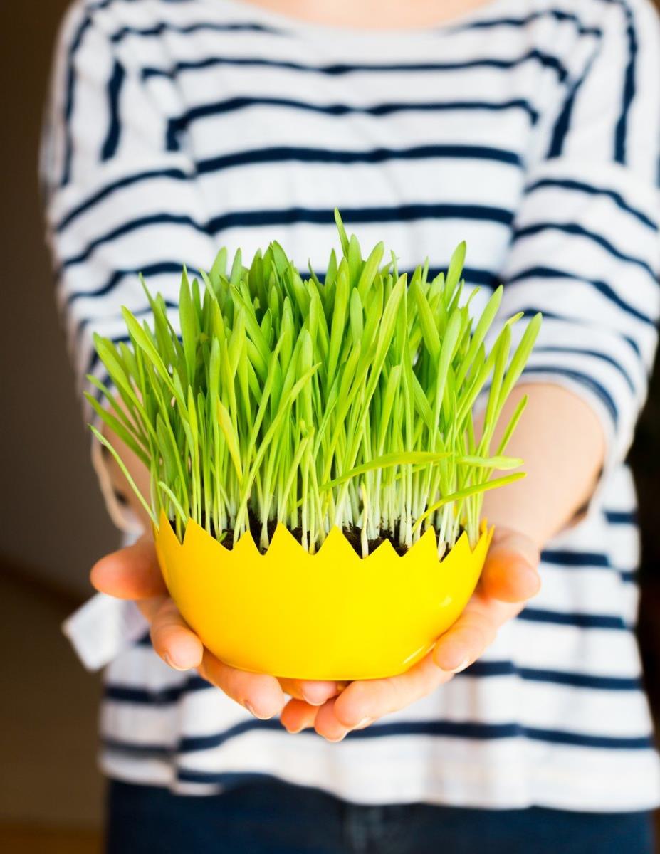 Kako da vam božićna pšenica bude savršena? Pomoću ovih jednostavnih caka, više je nikad neće kupiti u prodavnici - featured image Kako da vam božićna pšenica bude savršena? Pomoću ovih jednostavnih caka, više je nikad neće kupiti u prodavnici - featured image
