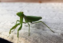 Ako vam bogomoljka uđe u stan budite srećni: Kažu da s razlogom bira kuću, a poruka koju nosi je predivna Ako vam bogomoljka uđe u stan budite srećni: Kažu da s razlogom bira kuću, a poruka koju nosi je predivna - featured image