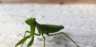 Ako vam bogomoljka uđe u stan budite srećni: Kažu da s razlogom bira kuću, a poruka koju nosi je predivna Ako vam bogomoljka uđe u stan budite srećni: Kažu da s razlogom bira kuću, a poruka koju nosi je predivna - featured image