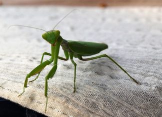 Ako vam bogomoljka uđe u stan budite srećni: Kažu da s razlogom bira kuću, a poruka koju nosi je predivna Ako vam bogomoljka uđe u stan budite srećni: Kažu da s razlogom bira kuću, a poruka koju nosi je predivna - featured image