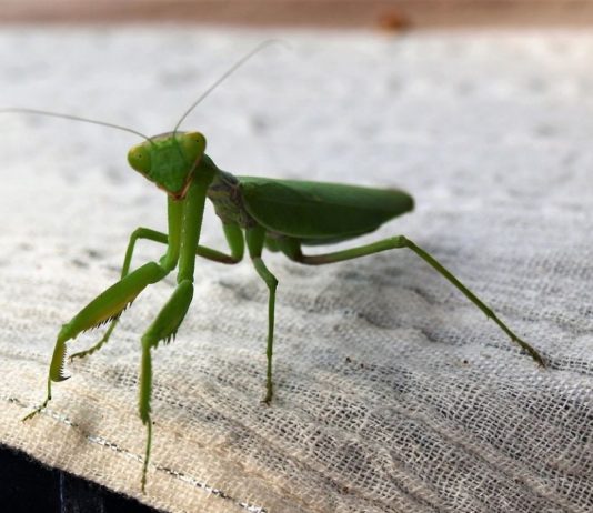 Ako vam bogomoljka uđe u stan budite srećni: Kažu da s razlogom bira kuću, a poruka koju nosi je predivna Ako vam bogomoljka uđe u stan budite srećni: Kažu da s razlogom bira kuću, a poruka koju nosi je predivna - featured image