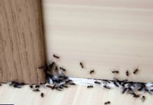 SAMO 1 KAP I MRAVI ĆE POBJEĆI IZ VAŠE KUĆE ZA 2 SEKUNDE…Najefikasni kućni TRIK… SAMO 1 KAP I MRAVI ĆE POBJEĆI IZ VAŠE KUĆE ZA 2 SEKUNDE…Najefikasni kućni TRIK… - featured image