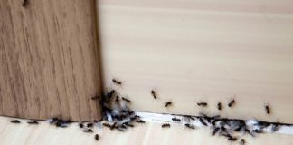 SAMO 1 KAP I MRAVI ĆE POBJEĆI IZ VAŠE KUĆE ZA 2 SEKUNDE…Najefikasni kućni TRIK… SAMO 1 KAP I MRAVI ĆE POBJEĆI IZ VAŠE KUĆE ZA 2 SEKUNDE…Najefikasni kućni TRIK… - featured image