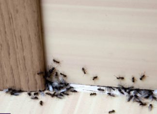 SAMO 1 KAP I MRAVI ĆE POBJEĆI IZ VAŠE KUĆE ZA 2 SEKUNDE…Najefikasni kućni TRIK… SAMO 1 KAP I MRAVI ĆE POBJEĆI IZ VAŠE KUĆE ZA 2 SEKUNDE…Najefikasni kućni TRIK… - featured image