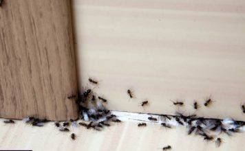 SAMO 1 KAP I MRAVI ĆE POBJEĆI IZ VAŠE KUĆE ZA 2 SEKUNDE…Najefikasni kućni TRIK… SAMO 1 KAP I MRAVI ĆE POBJEĆI IZ VAŠE KUĆE ZA 2 SEKUNDE…Najefikasni kućni TRIK… - featured image