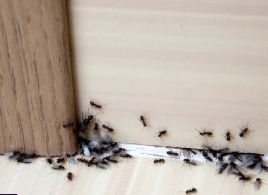 SAMO 1 KAP I MRAVI ĆE POBJEĆI IZ VAŠE KUĆE ZA 2 SEKUNDE…Najefikasni kućni TRIK… SAMO 1 KAP I MRAVI ĆE POBJEĆI IZ VAŠE KUĆE ZA 2 SEKUNDE…Najefikasni kućni TRIK… - featured image