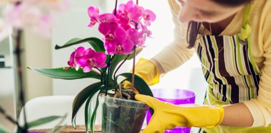 Stavite pola kašičice ovog praha u svaku saksiju i za 4 nedelje orhideje će procvetati kao nikad do tad Stavite pola kašičice ovog praha u svaku saksiju i za 4 nedelje orhideje će procvetati kao nikad do tad - featured image