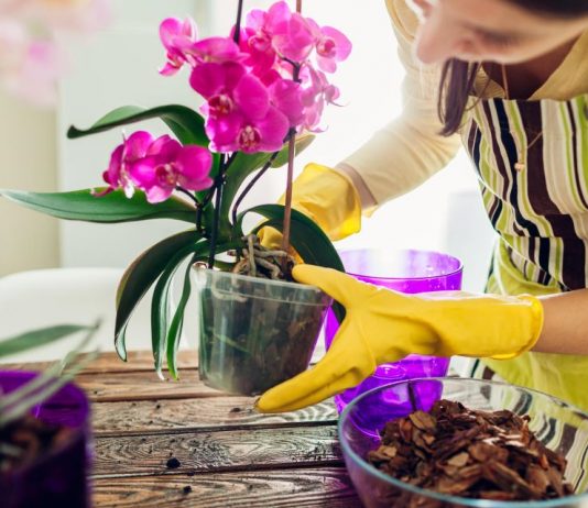Stavite pola kašičice ovog praha u svaku saksiju i za 4 nedelje orhideje će procvetati kao nikad do tad Stavite pola kašičice ovog praha u svaku saksiju i za 4 nedelje orhideje će procvetati kao nikad do tad - featured image