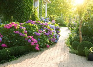 Ceo kraj će vam zavideti na bašti! Evo šta uraditi u februaru da bi vam cvetni vrt na proleće i leto bio veličanstven Ceo kraj će vam zavideti na bašti! Evo šta uraditi u februaru da bi vam cvetni vrt na proleće i leto bio veličanstven - featured image