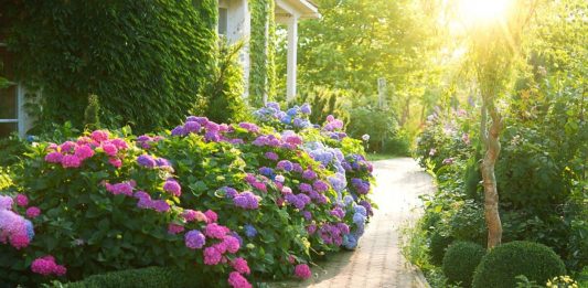 Ceo kraj će vam zavideti na bašti! Evo šta uraditi u februaru da bi vam cvetni vrt na proleće i leto bio veličanstven Ceo kraj će vam zavideti na bašti! Evo šta uraditi u februaru da bi vam cvetni vrt na proleće i leto bio veličanstven - featured image