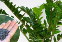 STAVITE ovo sjeme ravno uposudu s Zamiokulkasom: Biljka će ODMAH pustiti nove listove! STAVITE ovo sjeme ravno uposudu s Zamiokulkasom: Biljka će ODMAH pustiti nove listove! - featured image