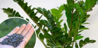 STAVITE ovo sjeme ravno uposudu s Zamiokulkasom: Biljka će ODMAH pustiti nove listove! STAVITE ovo sjeme ravno uposudu s Zamiokulkasom: Biljka će ODMAH pustiti nove listove! - featured image