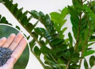 STAVITE ovo sjeme ravno uposudu s Zamiokulkasom: Biljka će ODMAH pustiti nove listove! STAVITE ovo sjeme ravno uposudu s Zamiokulkasom: Biljka će ODMAH pustiti nove listove! - featured image