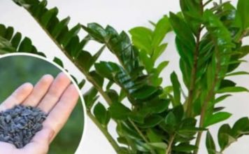 STAVITE ovo sjeme ravno uposudu s Zamiokulkasom: Biljka će ODMAH pustiti nove listove! STAVITE ovo sjeme ravno uposudu s Zamiokulkasom: Biljka će ODMAH pustiti nove listove! - featured image