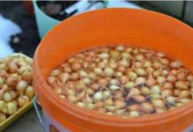 Kada sadim luk, UVlJEK SE PRlDRŽAVAM 0V0G SAVJETA M0G DEDE: Godinama imam takav rod da mu se i komšije dive! Kada sadim luk, UVlJEK SE PRlDRŽAVAM 0V0G SAVJETA M0G DEDE: Godinama imam takav rod da mu se i komšije dive! - featured image