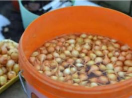 Kada sadim luk, UVlJEK SE PRlDRŽAVAM 0V0G SAVJETA M0G DEDE: Godinama imam takav rod da mu se i komšije dive! Kada sadim luk, UVlJEK SE PRlDRŽAVAM 0V0G SAVJETA M0G DEDE: Godinama imam takav rod da mu se i komšije dive! - featured image