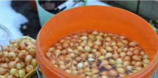 Kada sadim luk, UVlJEK SE PRlDRŽAVAM 0V0G SAVJETA M0G DEDE: Godinama imam takav rod da mu se i komšije dive! Kada sadim luk, UVlJEK SE PRlDRŽAVAM 0V0G SAVJETA M0G DEDE: Godinama imam takav rod da mu se i komšije dive! - featured image