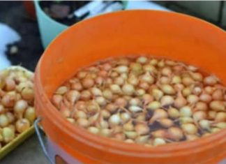 Kada sadim luk, UVlJEK SE PRlDRŽAVAM 0V0G SAVJETA M0G DEDE: Godinama imam takav rod da mu se i komšije dive! Kada sadim luk, UVlJEK SE PRlDRŽAVAM 0V0G SAVJETA M0G DEDE: Godinama imam takav rod da mu se i komšije dive! - featured image