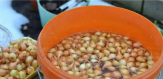 Kada sadim luk, UVlJEK SE PRlDRŽAVAM 0V0G SAVJETA M0G DEDE: Godinama imam takav rod da mu se i komšije dive! Kada sadim luk, UVlJEK SE PRlDRŽAVAM 0V0G SAVJETA M0G DEDE: Godinama imam takav rod da mu se i komšije dive! - featured image