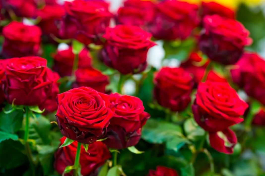 Obavezno ovaj prah pospite po ružama u februaru: Svi ga imamo u kući i bacamo ga, a niko ne zna da zbog njega cveće buja tokom prolaće i leta - featured image