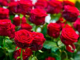 Obavezno ovaj prah pospite po ružama u februaru: Svi ga imamo u kući i bacamo ga, a niko ne zna da zbog njega cveće buja tokom prolaće i leta Obavezno ovaj prah pospite po ružama u februaru: Svi ga imamo u kući i bacamo ga, a niko ne zna da zbog njega cveće buja tokom prolaće i leta - featured image