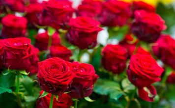 Obavezno ovaj prah pospite po ružama u februaru: Svi ga imamo u kući i bacamo ga, a niko ne zna da zbog njega cveće buja tokom prolaće i leta Obavezno ovaj prah pospite po ružama u februaru: Svi ga imamo u kući i bacamo ga, a niko ne zna da zbog njega cveće buja tokom prolaće i leta - featured image