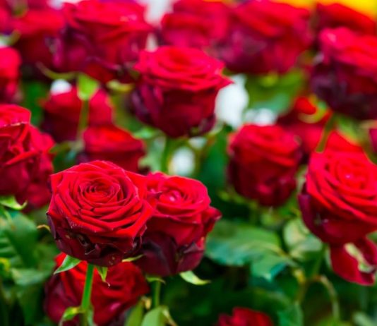 Obavezno ovaj prah pospite po ružama u februaru: Svi ga imamo u kući i bacamo ga, a niko ne zna da zbog njega cveće buja tokom prolaće i leta Obavezno ovaj prah pospite po ružama u februaru: Svi ga imamo u kući i bacamo ga, a niko ne zna da zbog njega cveće buja tokom prolaće i leta - featured image