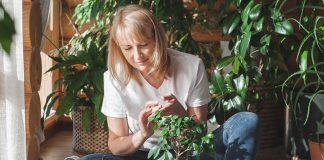 Najpreporučljivije đubrivo za sobne biljke od strane BAŠTOVANA: Imate ga u kuhinji kod kuće i posle njega sve živo cvjeta!