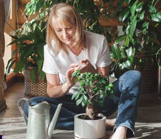 Najpreporučljivije đubrivo za sobne biljke od strane BAŠTOVANA: Imate ga u kuhinji kod kuće i posle njega sve živo cvjeta!