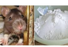 Domaći TRIK da se riješite miševa u stanu i podrumu: Samo sam ga spustio na zemlju i sutradan miševa nema nigdje! Domaći TRIK da se riješite miševa u stanu i podrumu: Samo sam ga spustio na zemlju i sutradan miševa nema nigdje! - featured image